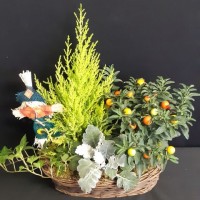 Zoé a partir de 25€0.jpg