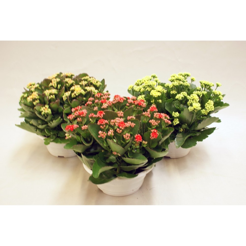 SE.002582.0000.0000.0000_Kalanchoe_blossfeldiana_00_xpgkEn0.jpg