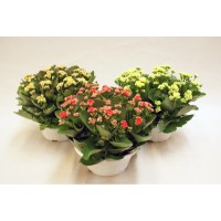 SE.002582.0000.0000.0000_Kalanchoe_blossfeldiana_00_xpgkEn0.jpg