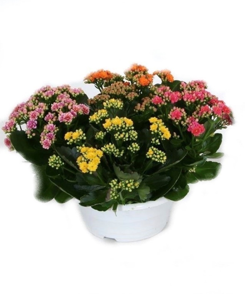 kalanchoe-coupe.jpg