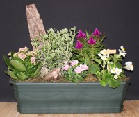 plantes (6).JPG